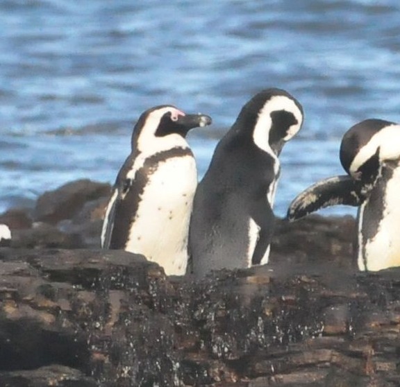 Pingüino de El Cabo - ML618036885
