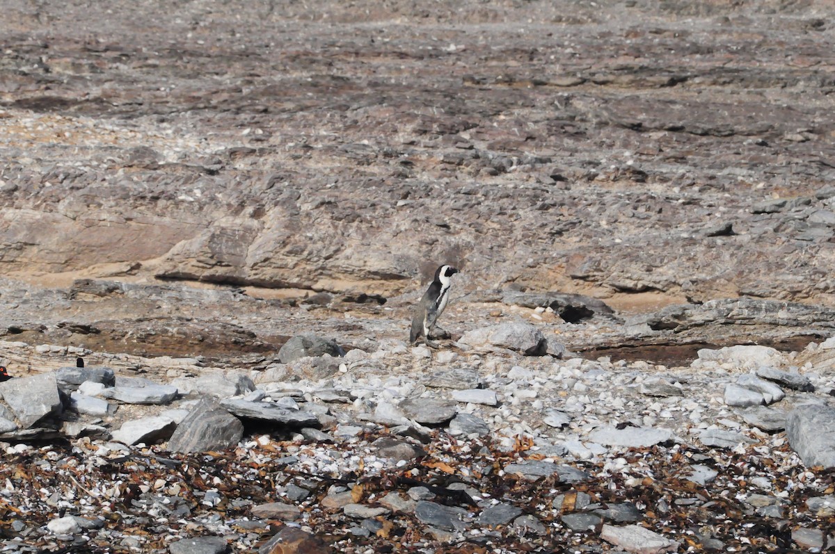 Pingüino de El Cabo - ML618036887