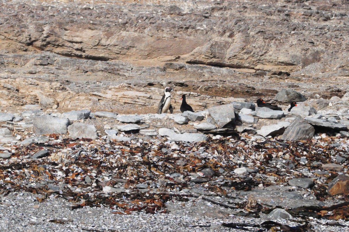 Pingüino de El Cabo - ML618036889