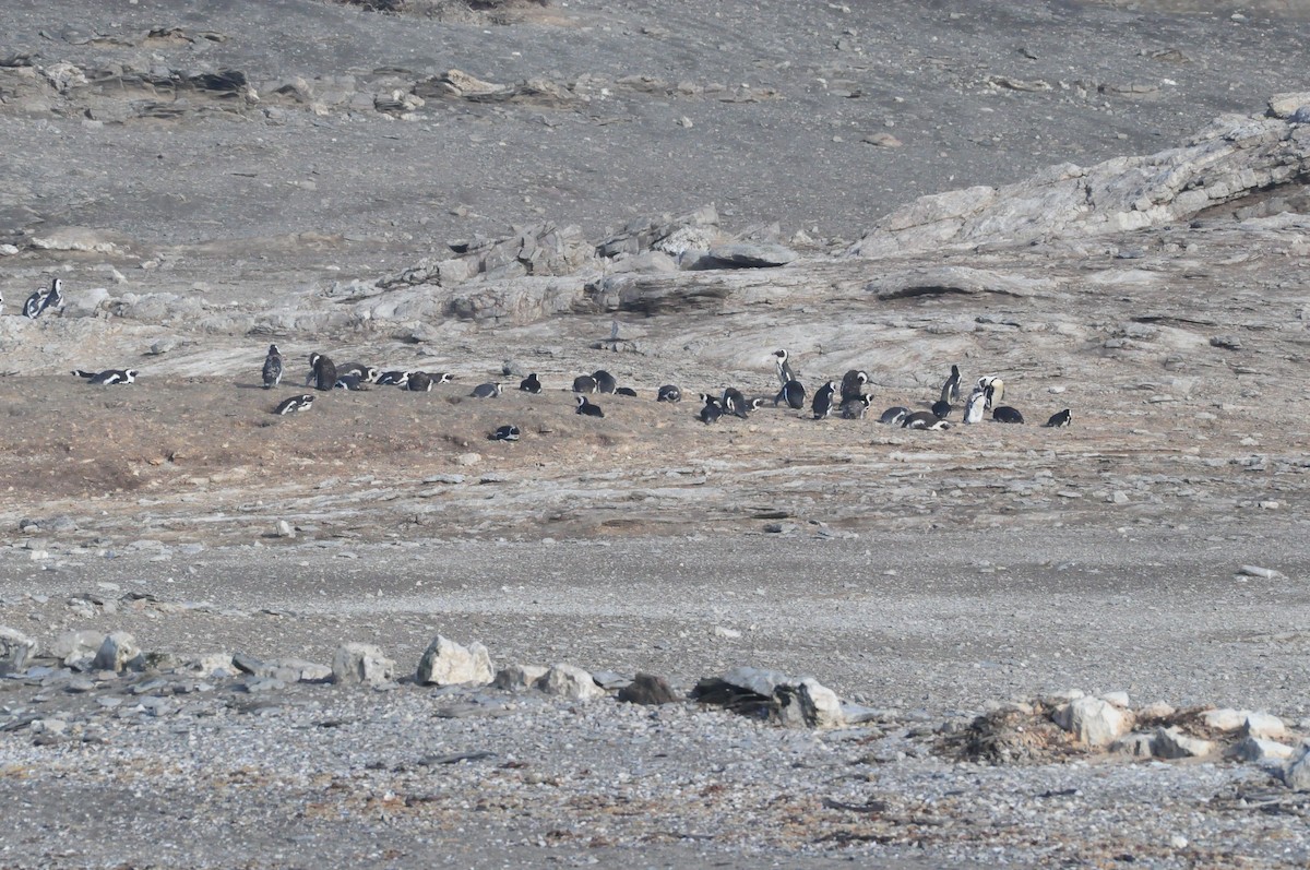 Pingüino de El Cabo - ML618036892