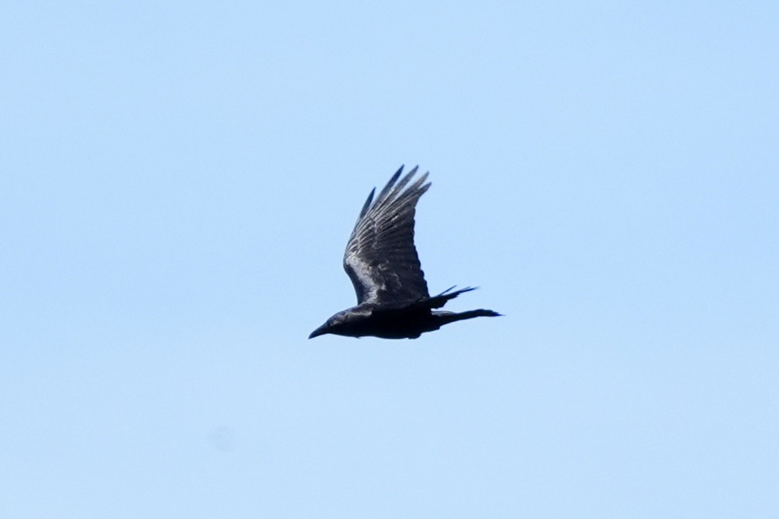 Common Raven - Ryan Ludman