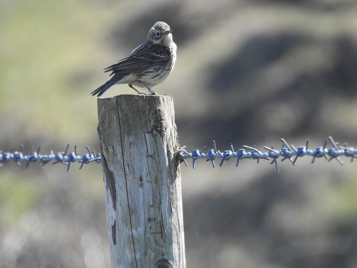 pipit sp. - ML618036902