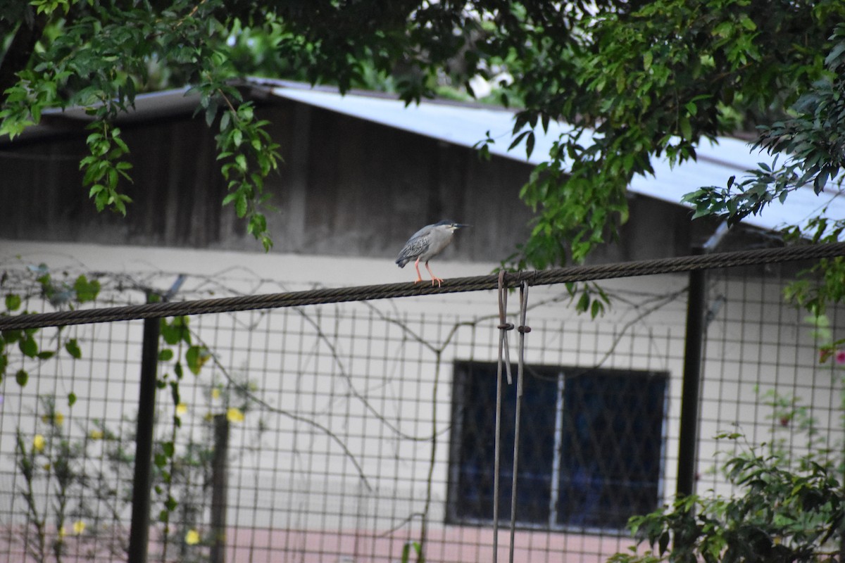 Striated Heron (South American) - ML618036937