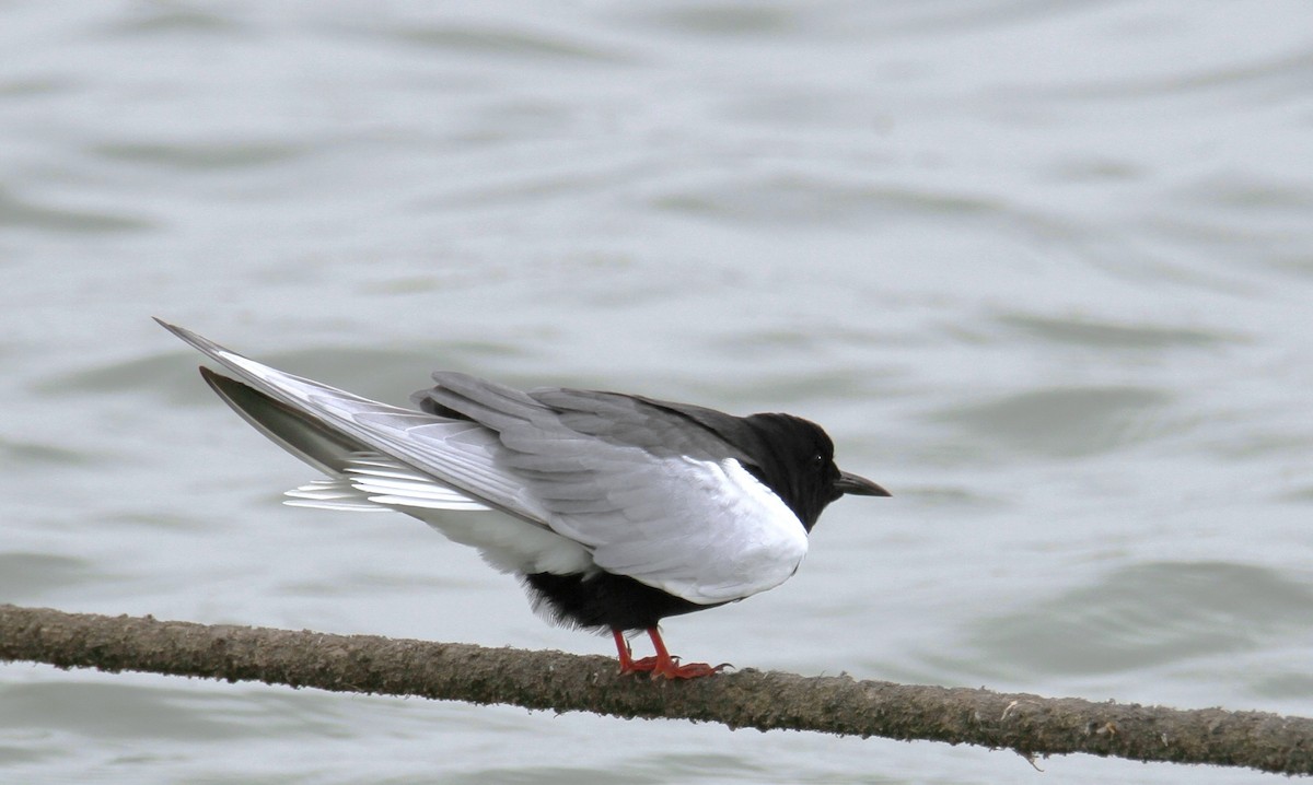 White-winged Tern - ML618036948