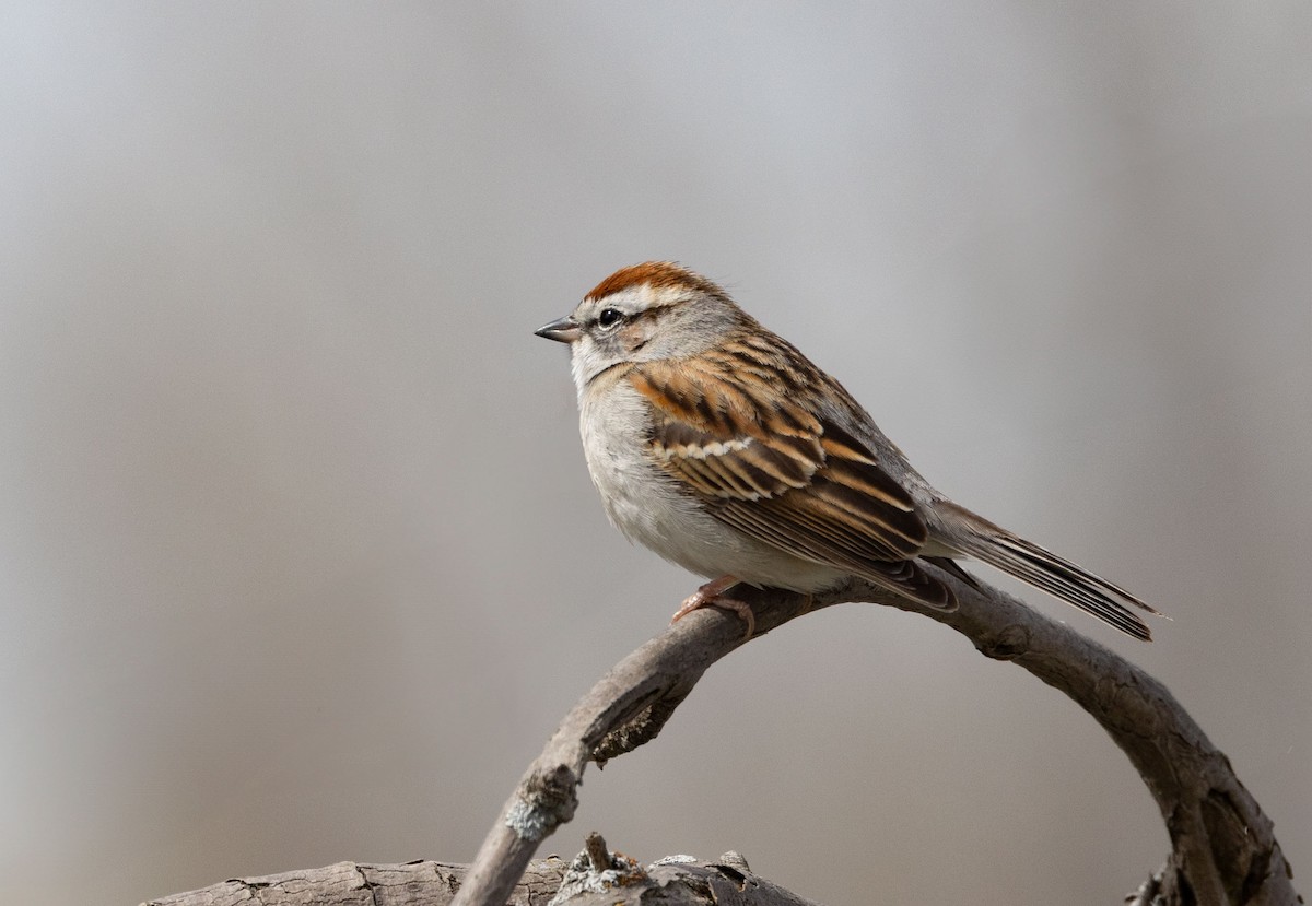 Chipping Sparrow - ML618036974
