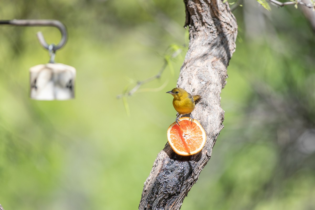 Hooded Oriole (nelsoni Group) - ML618036988