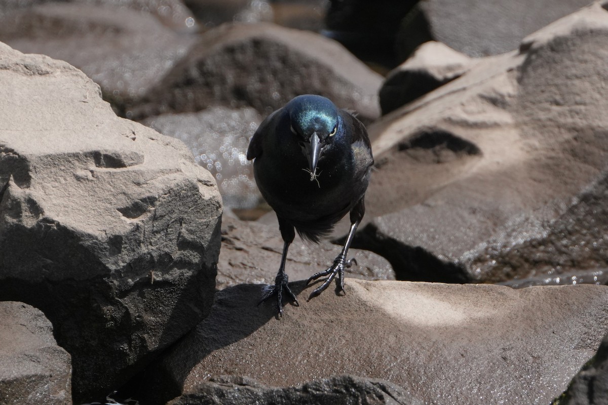 Common Grackle - Yue Huang