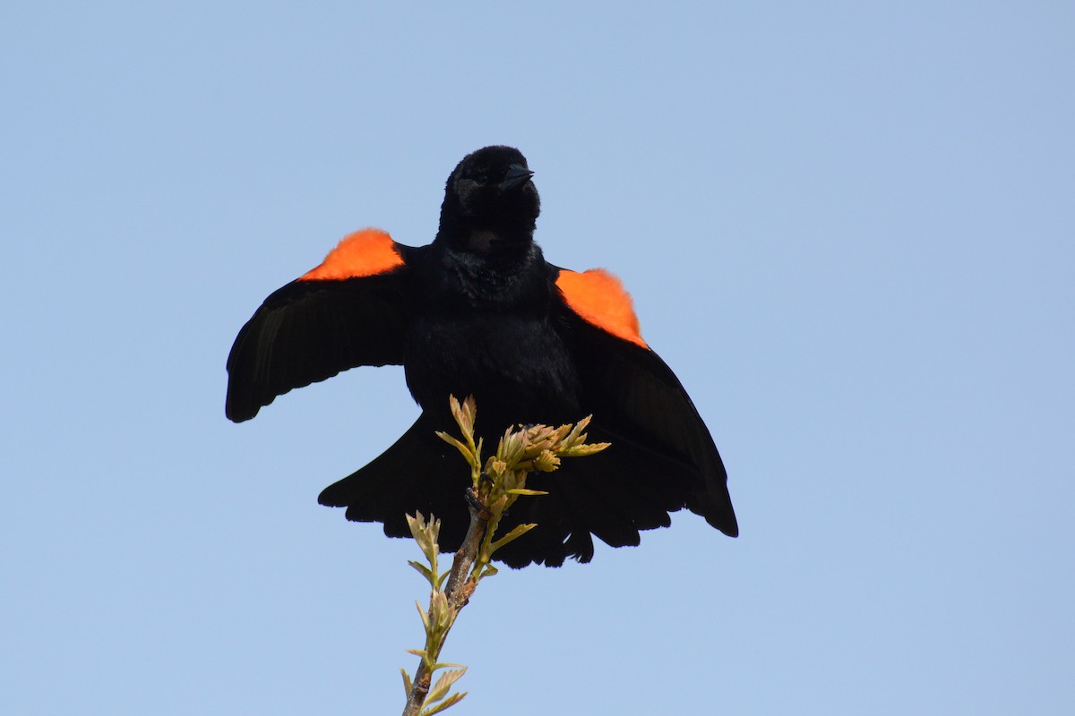 Red-winged Blackbird (Red-winged) - David Jeffrey Ringer