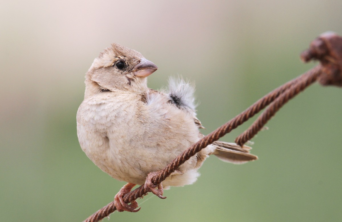 House Sparrow - yuda siliki
