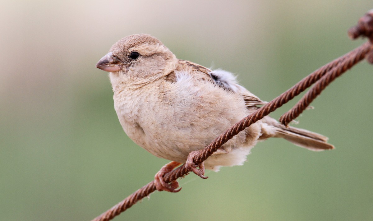 House Sparrow - yuda siliki