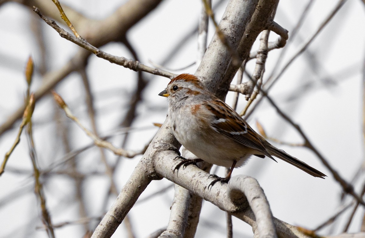 American Tree Sparrow - ML618037080