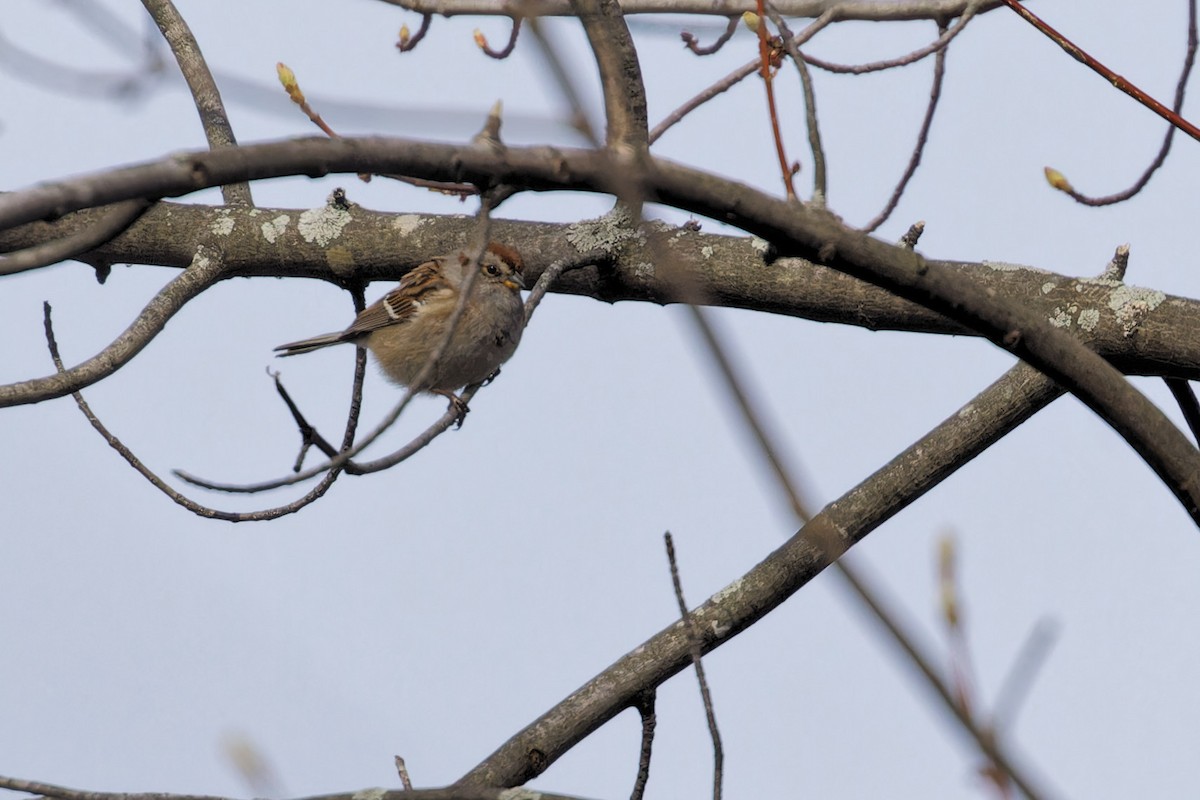 American Tree Sparrow - ML618037092
