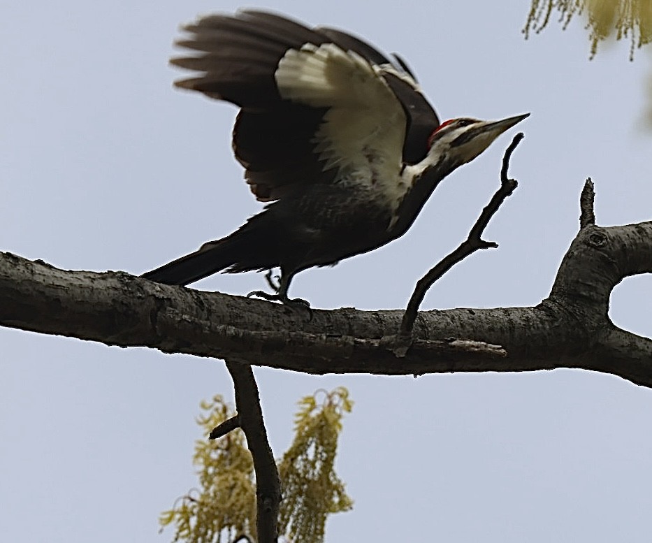 Pileated Woodpecker - D. Bruce Yolton