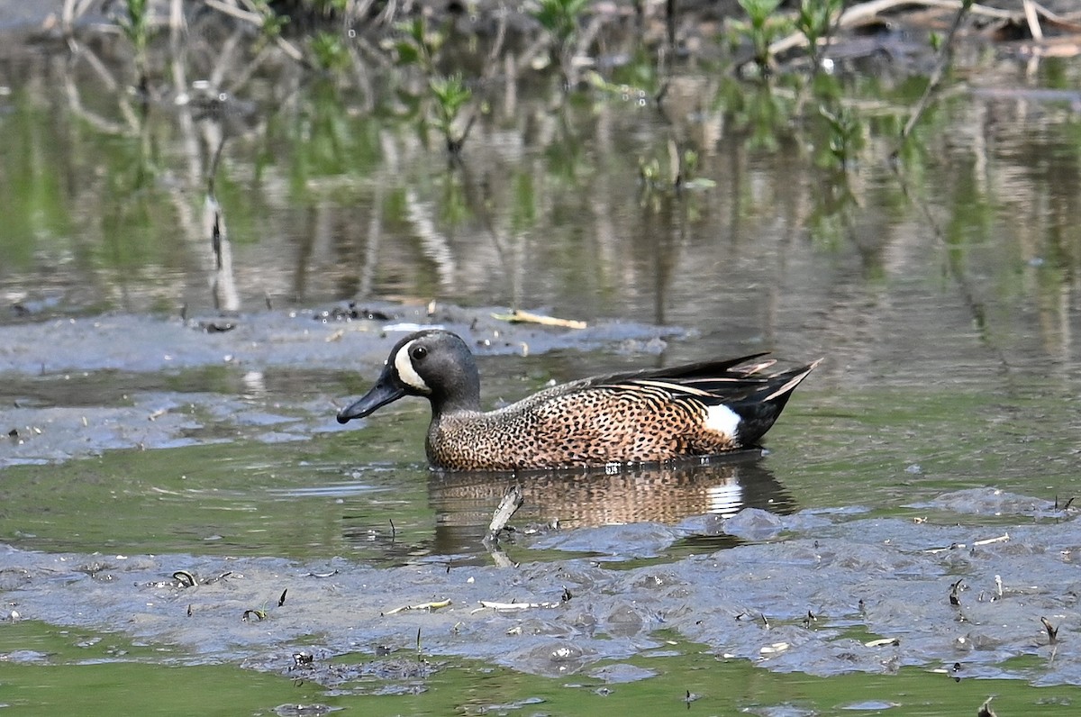 Blue-winged Teal - ML618037125