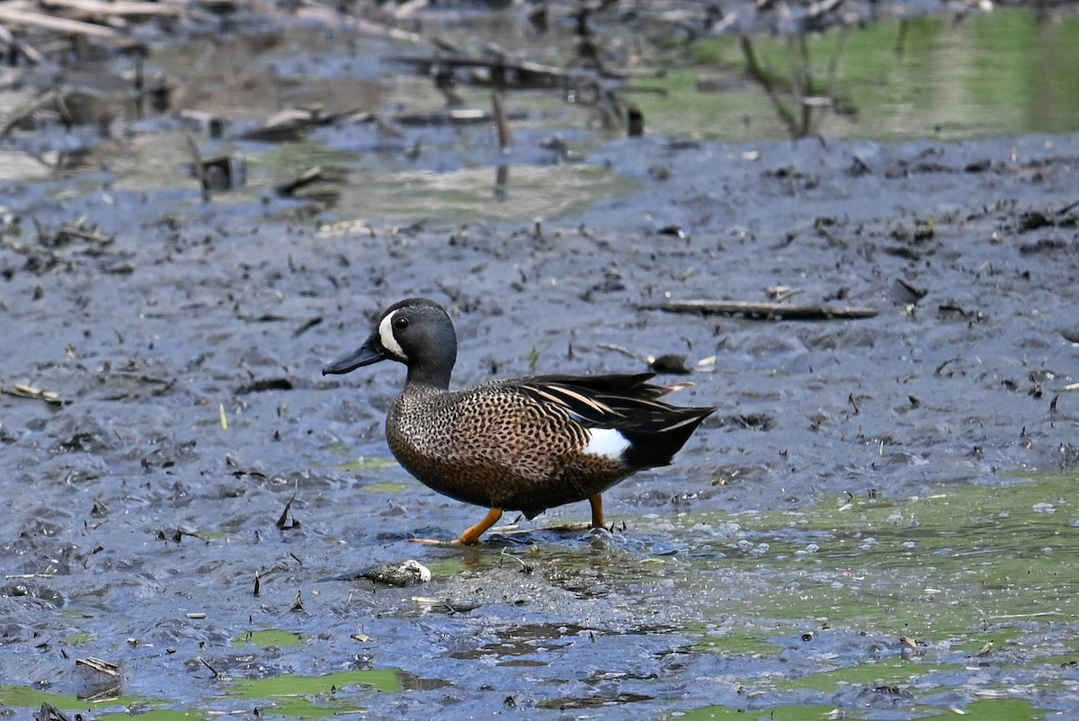Blue-winged Teal - ML618037127