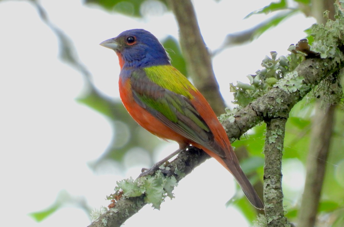 Painted Bunting - ML618037131