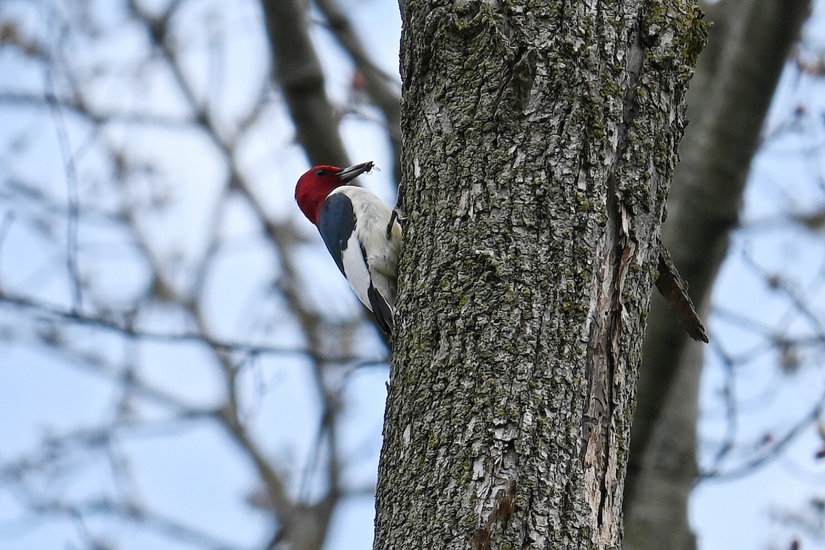Red-headed Woodpecker - Lisa Draper