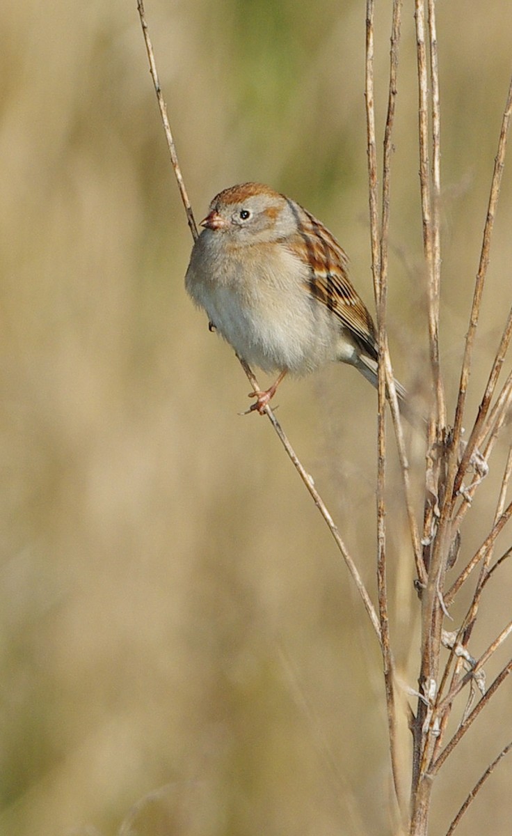 Field Sparrow - Mary Caldwell