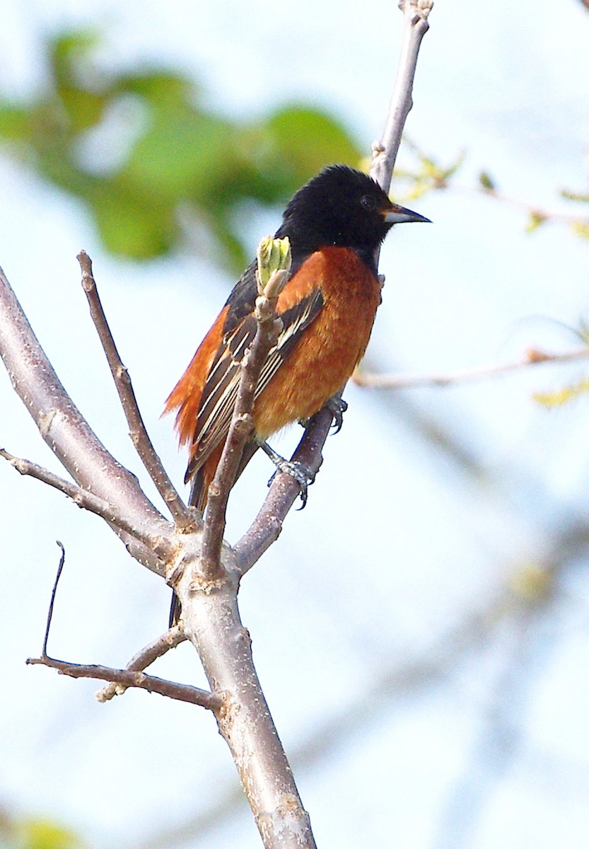Orchard Oriole - ML618037181