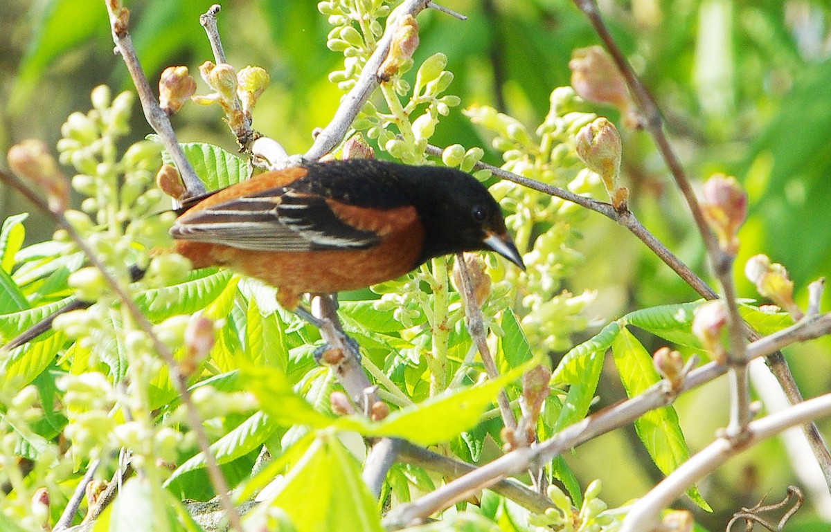 Orchard Oriole - ML618037183