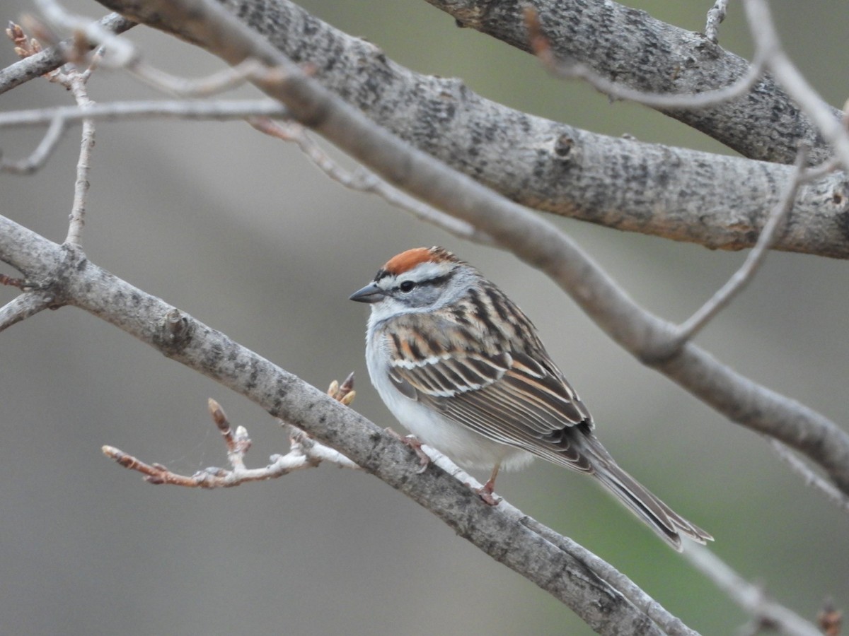 Chipping Sparrow - ML618037186