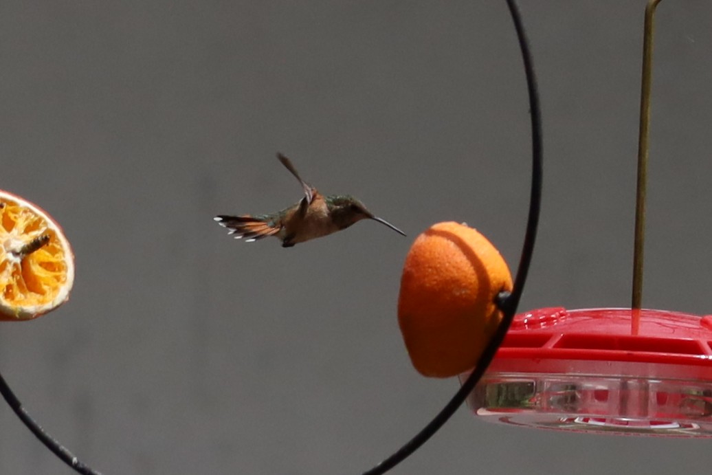 Rufous Hummingbird - ML618037215