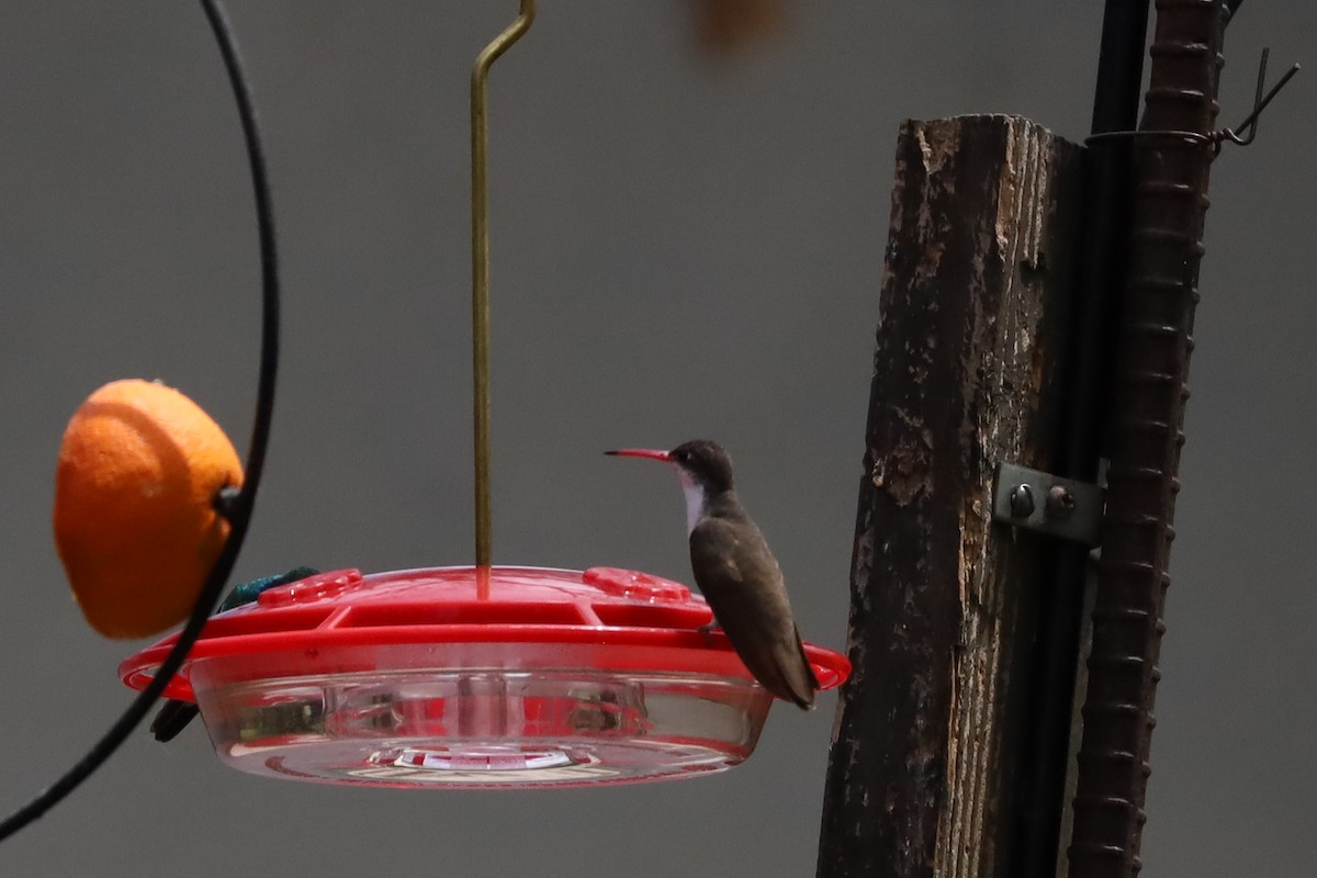 Violet-crowned Hummingbird - Nate L-S