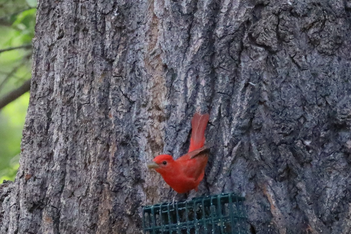 Summer Tanager - Nate L-S