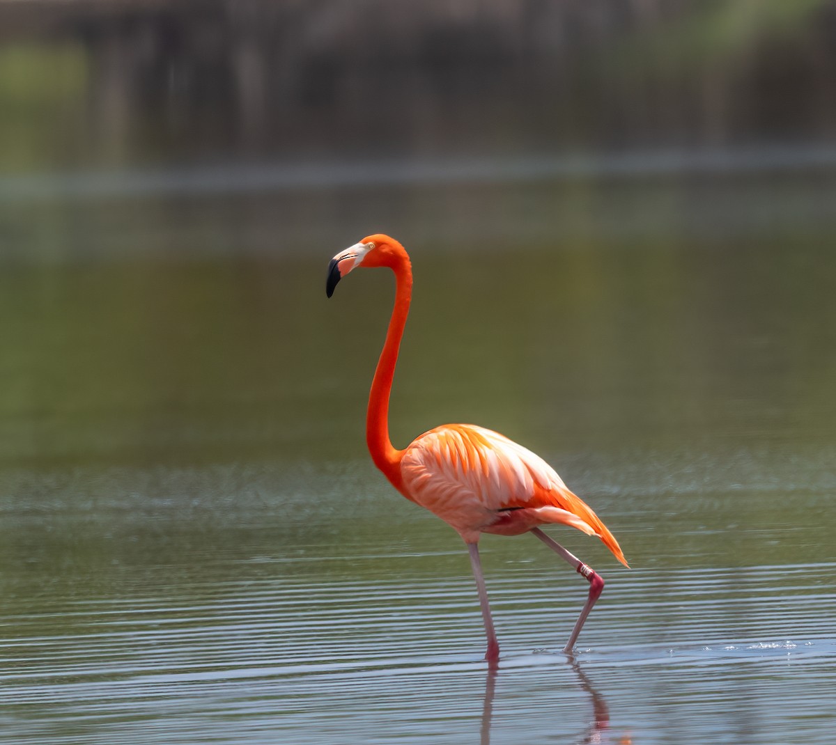 American Flamingo - Mel Senac