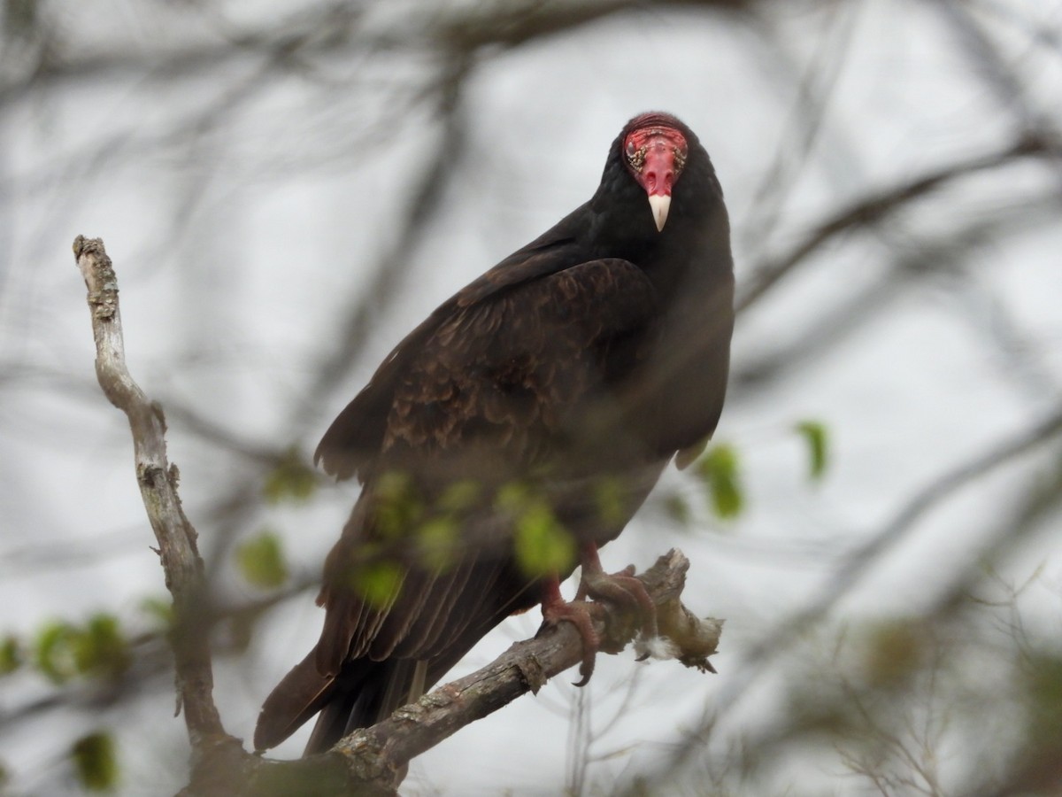 Turkey Vulture - Ben Douglas