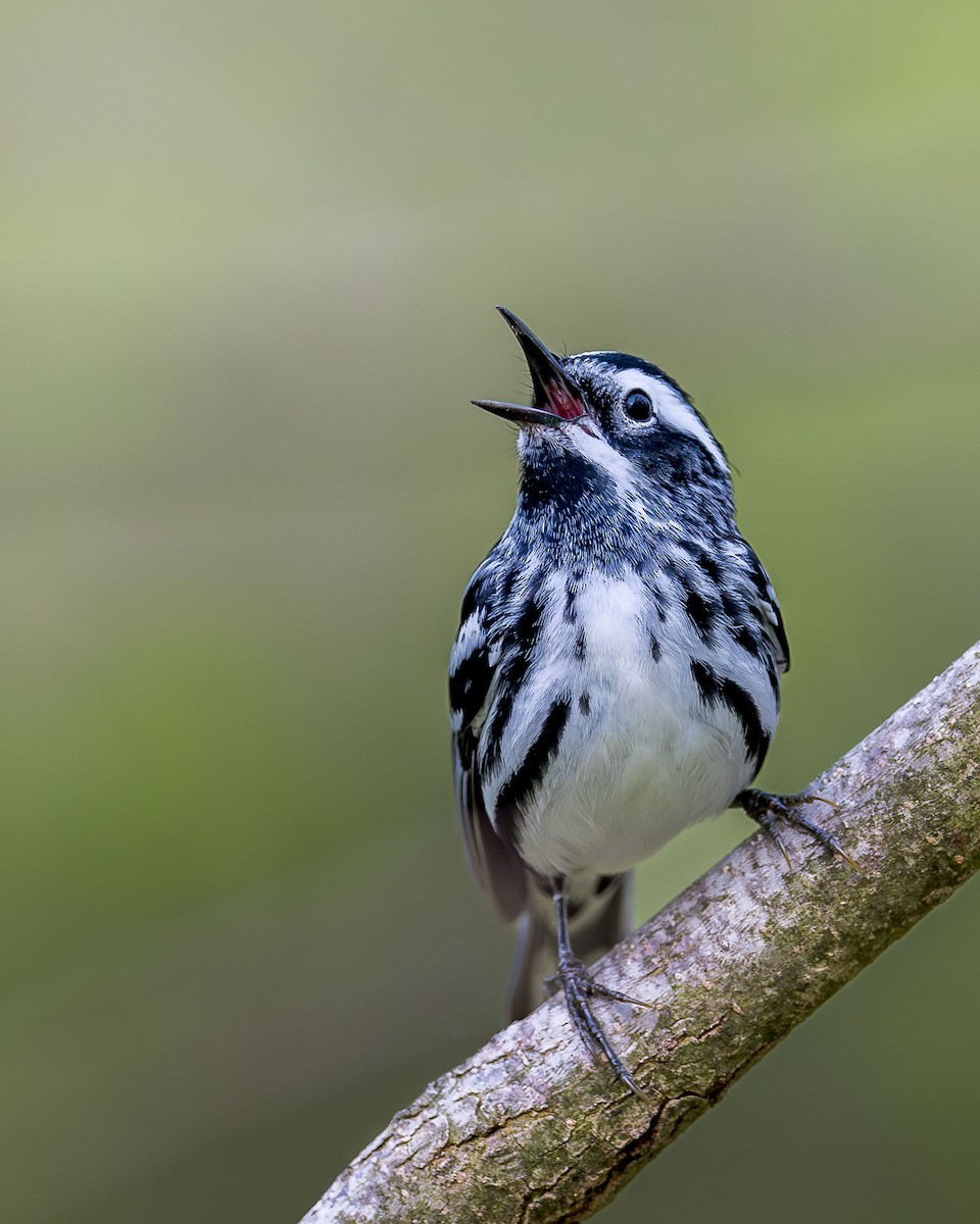 Black-and-white Warbler - ML618037271