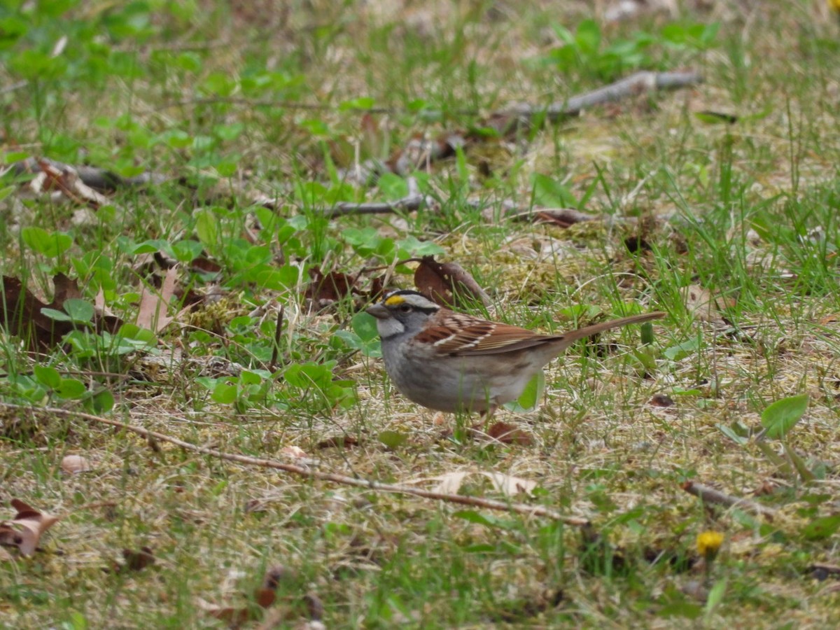 White-throated Sparrow - ML618037283