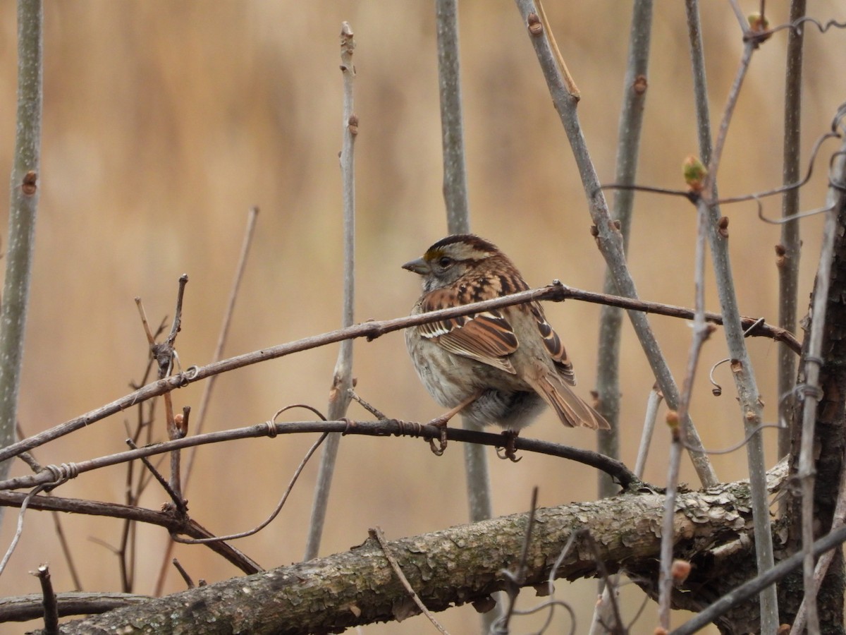 White-throated Sparrow - ML618037285