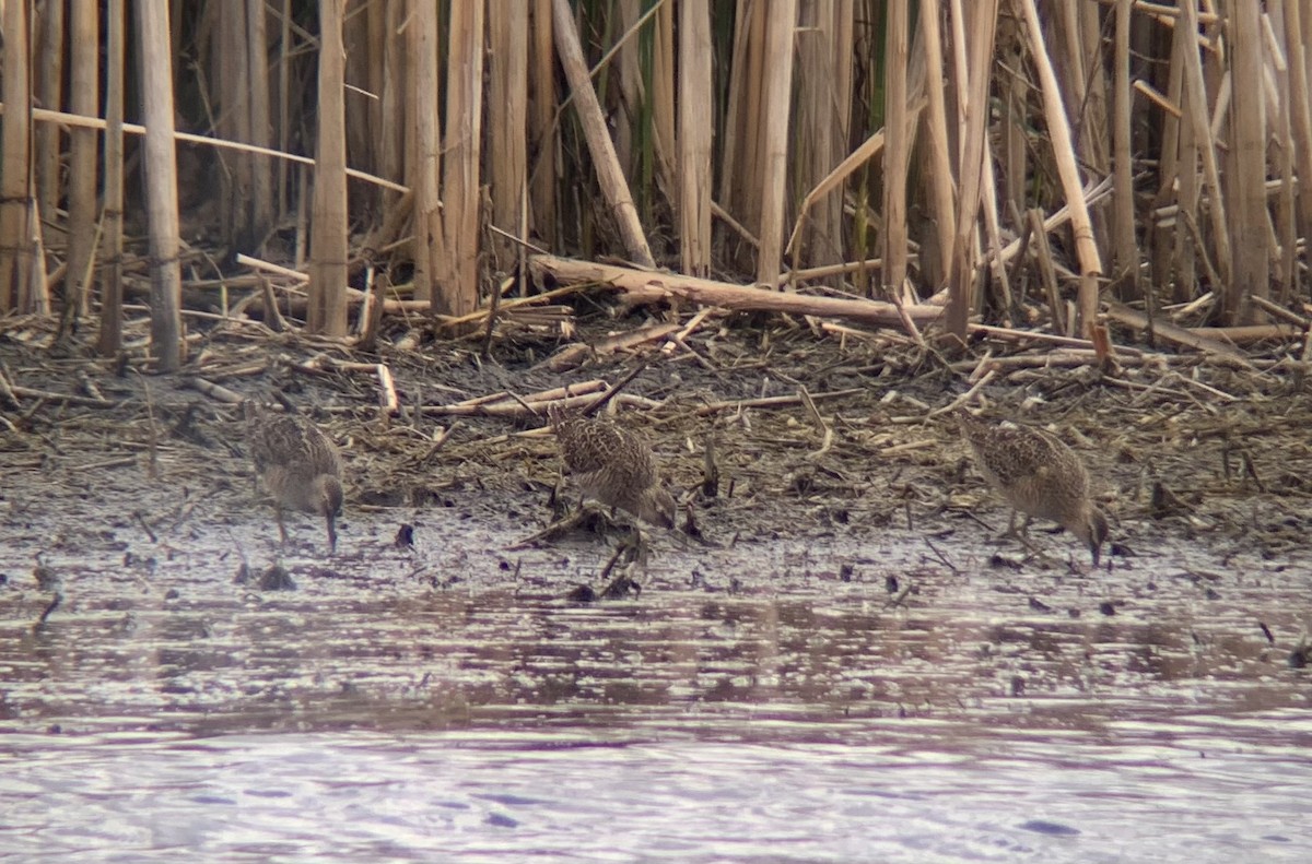 Long-billed Dowitcher - ML618037291