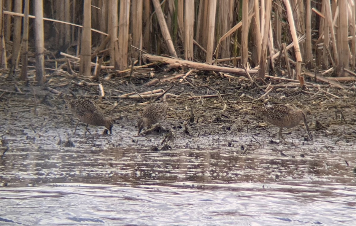 Long-billed Dowitcher - ML618037292