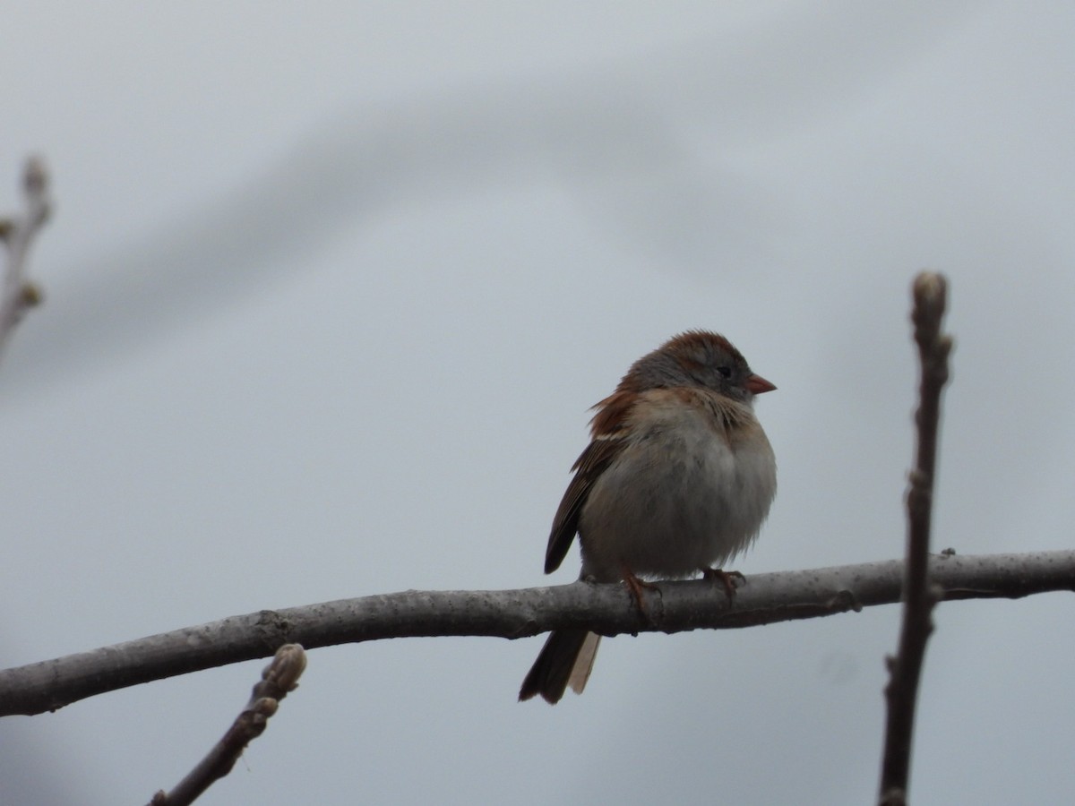 Field Sparrow - Ben Douglas