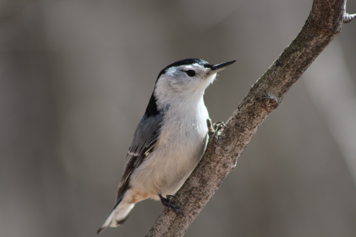 White-breasted Nuthatch - lydia Harrisson