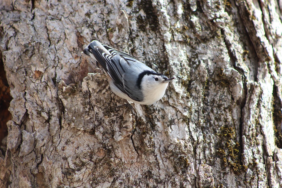 White-breasted Nuthatch - ML618037318