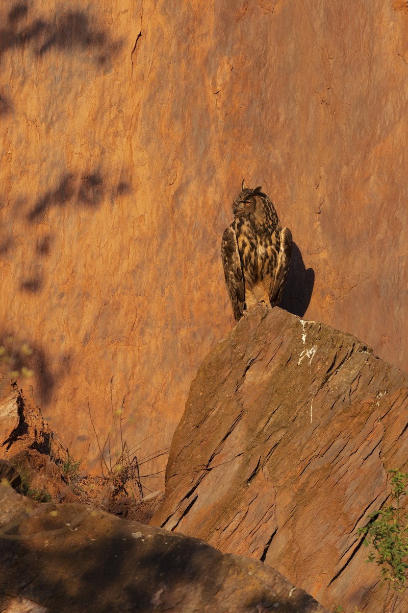 Eurasian Eagle-Owl - ML618037324