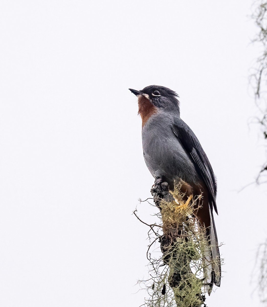 Rufous-throated Solitaire - ML618037327