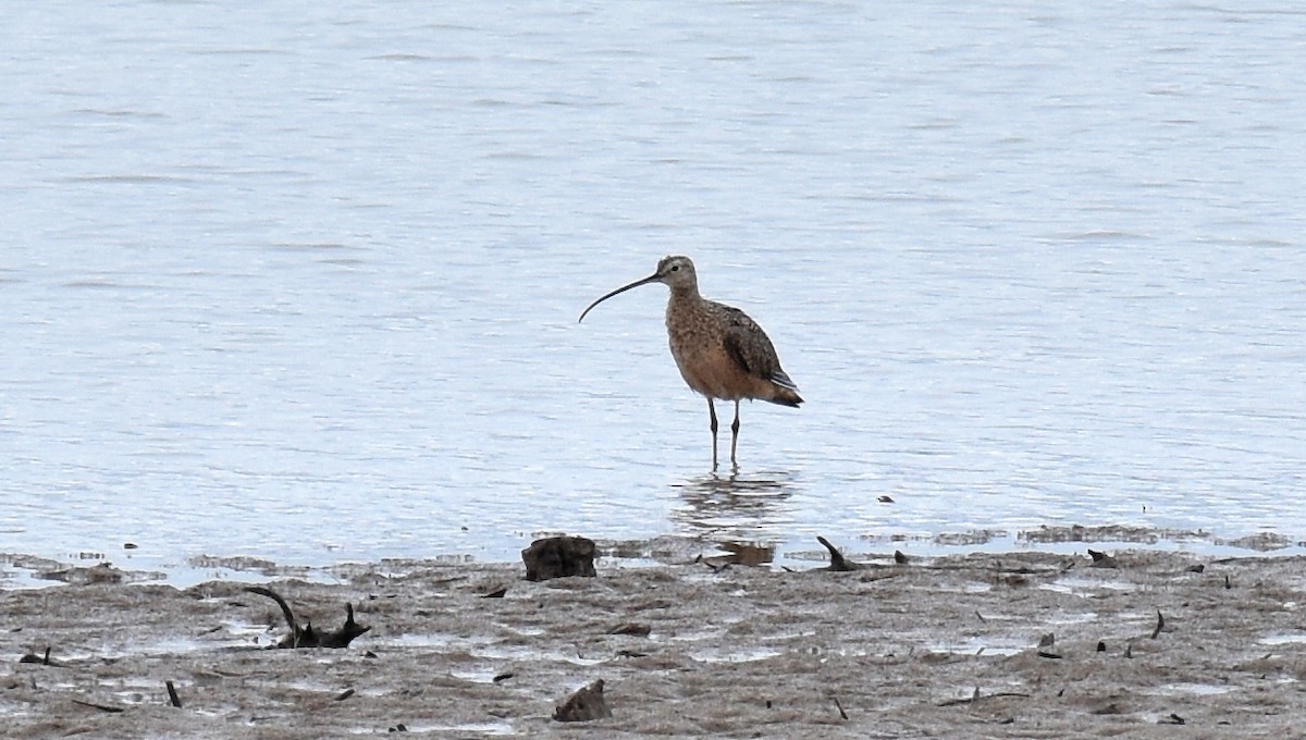 Long-billed Curlew - ML618037346