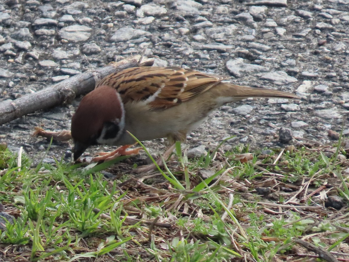 Eurasian Tree Sparrow - ML618037383