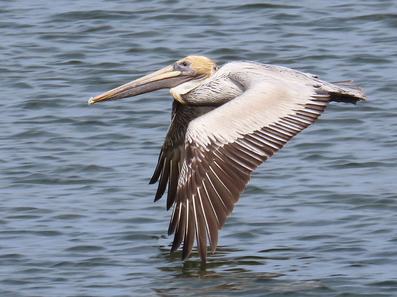 Brown Pelican (Atlantic) - Karen Lebing
