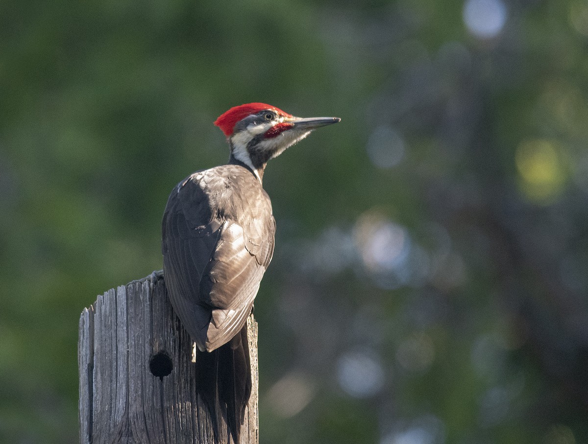 Pileated Woodpecker - Jerry Ting