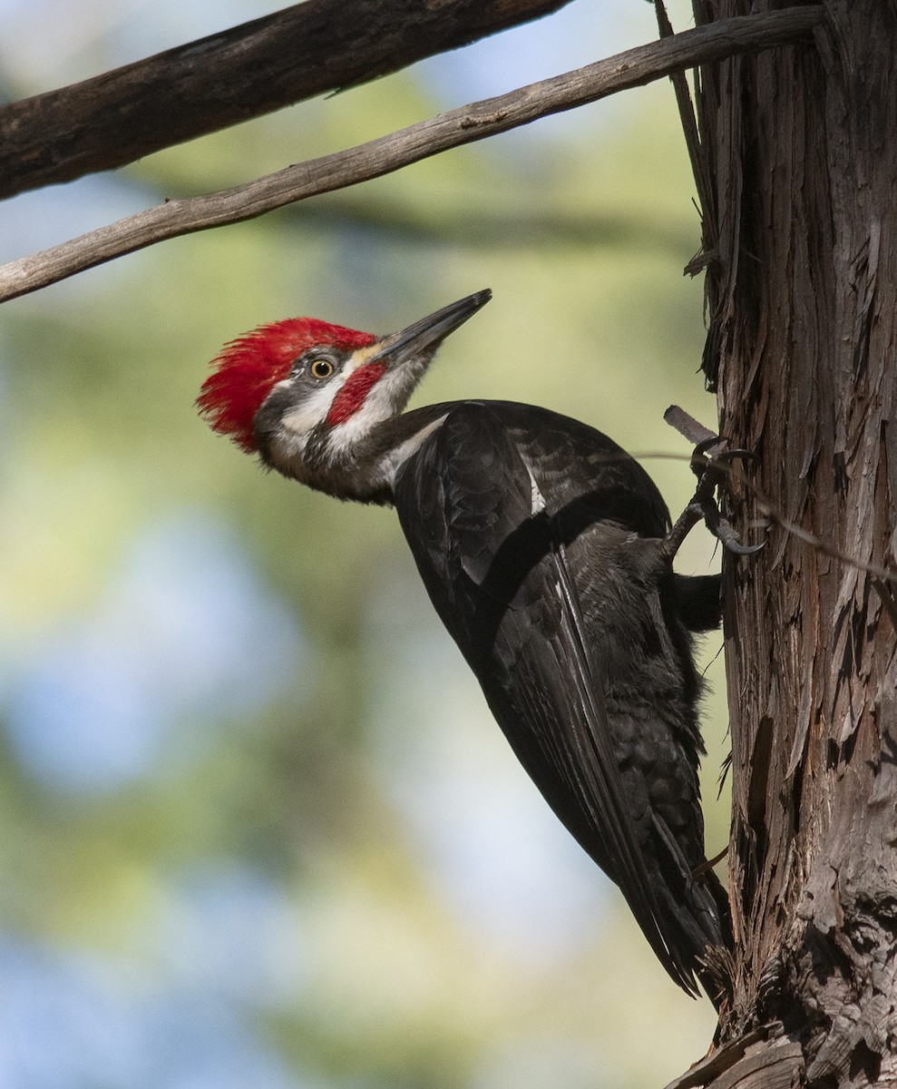 Pileated Woodpecker - ML618037417