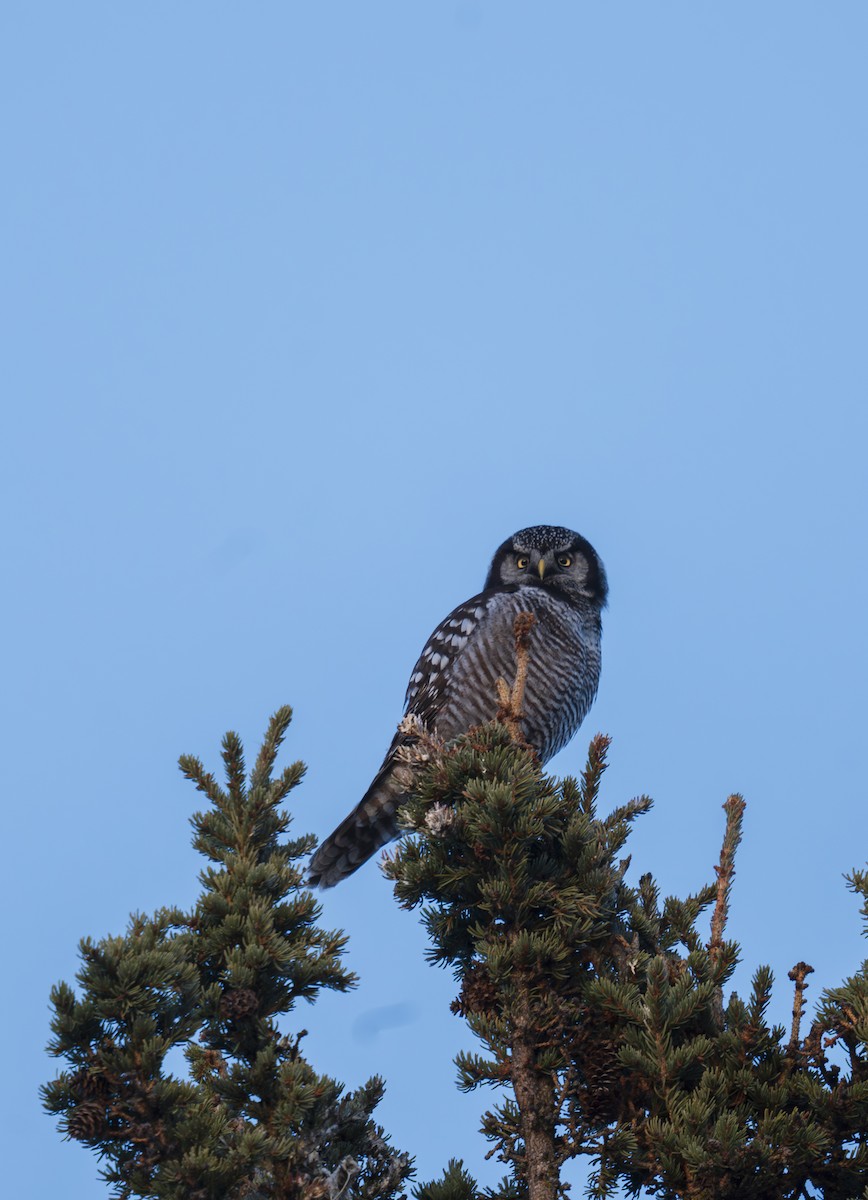 Northern Hawk Owl - ML618037432