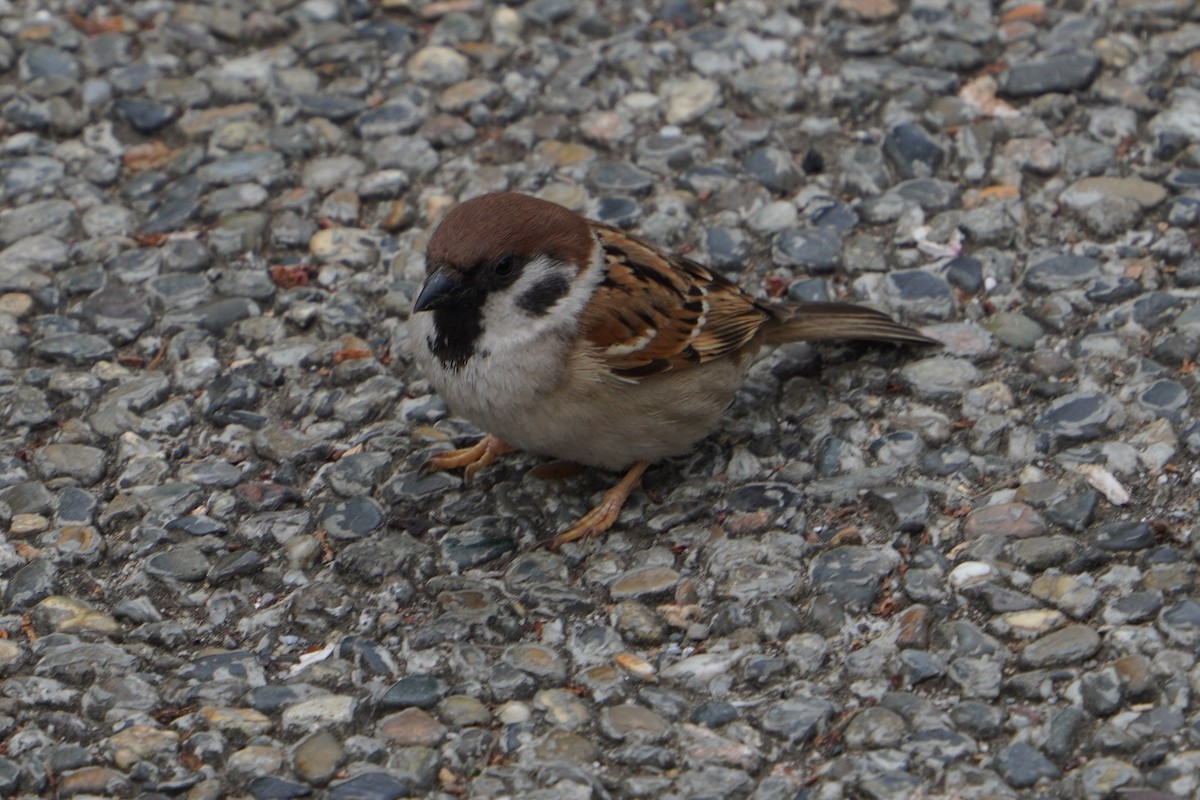 Eurasian Tree Sparrow - ML618037444