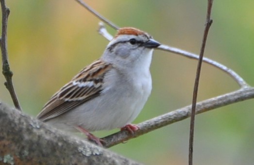 Chipping Sparrow - ML618037489