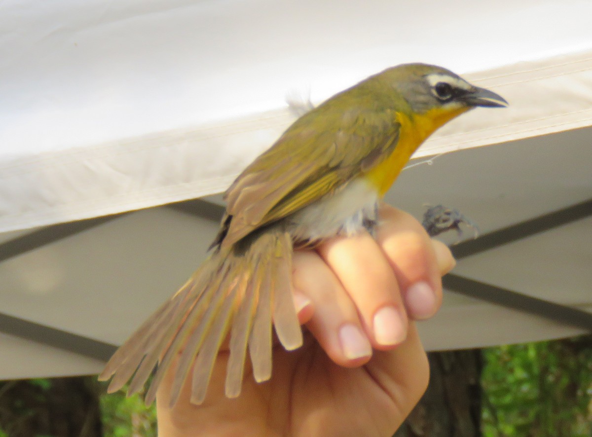 Yellow-breasted Chat - ML618037513