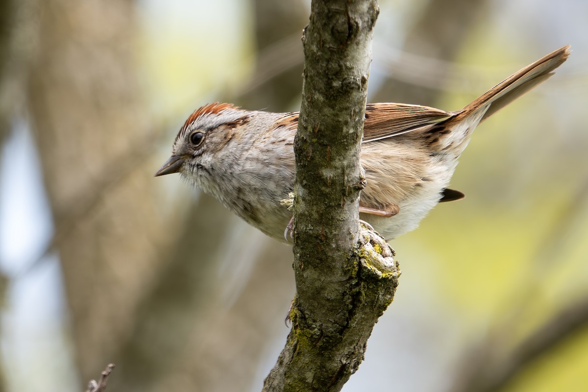 Swamp Sparrow - Vic Laubach